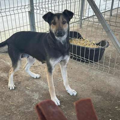 Tierschutzhunde suchen ein Zuhause-Beitrag-Bild