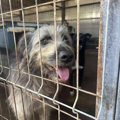 Tierschutzhunde suchen ein Zuhause-Beitrag-Bild