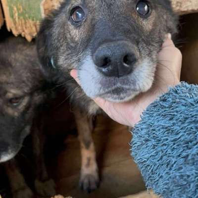 Tierschutzhunde suchen ein Zuhause-Beitrag-Bild