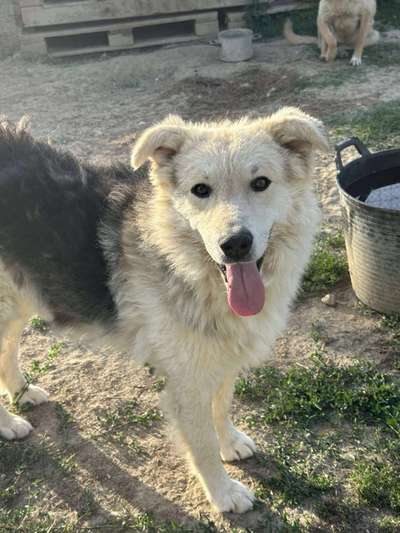 Tierschutzhunde suchen ein Zuhause-Beitrag-Bild