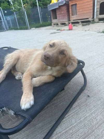 Tierschutzhunde suchen ein Zuhause-Beitrag-Bild