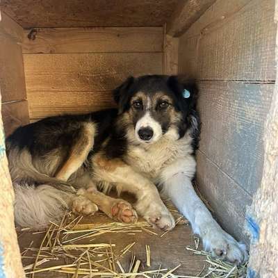 Tierschutzhunde suchen ein Zuhause-Beitrag-Bild