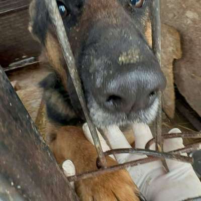 Tierschutzhunde suchen ein Zuhause-Beitrag-Bild