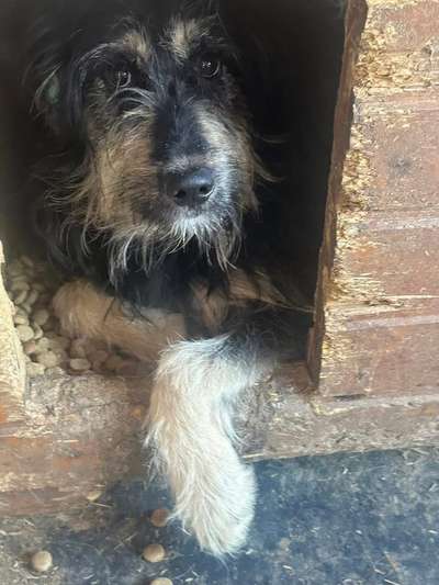 Tierschutzhunde suchen ein Zuhause-Beitrag-Bild