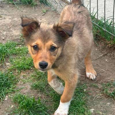 Tierschutzhunde suchen ein Zuhause-Beitrag-Bild