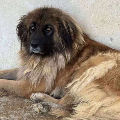 Tierschutzhunde suchen ein Zuhause-Beitrag-Bild