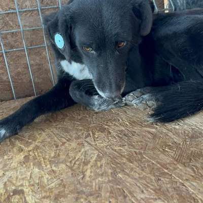 Tierschutzhunde suchen ein Zuhause-Beitrag-Bild