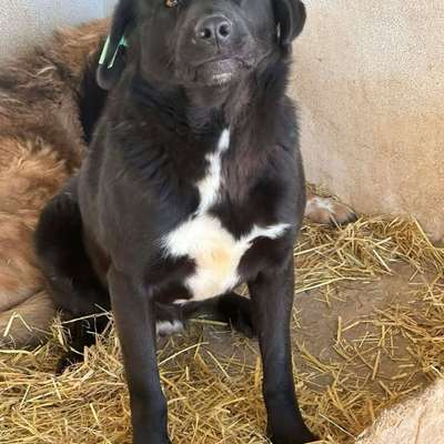 Tierschutzhunde suchen ein Zuhause-Beitrag-Bild