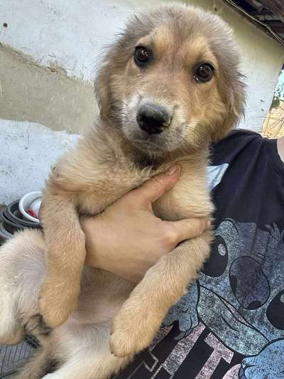 Tierschutzhunde suchen ein Zuhause-Beitrag-Bild