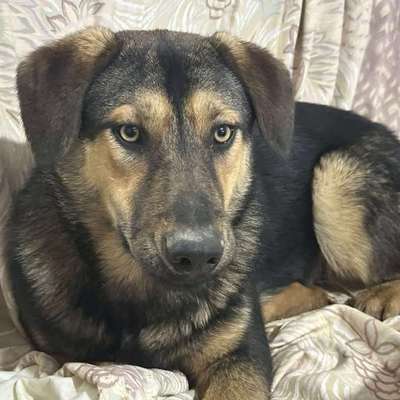 Tierschutzhunde suchen ein Zuhause-Beitrag-Bild