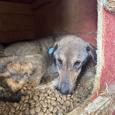 Tierschutzhunde suchen ein Zuhause-Beitrag-Bild