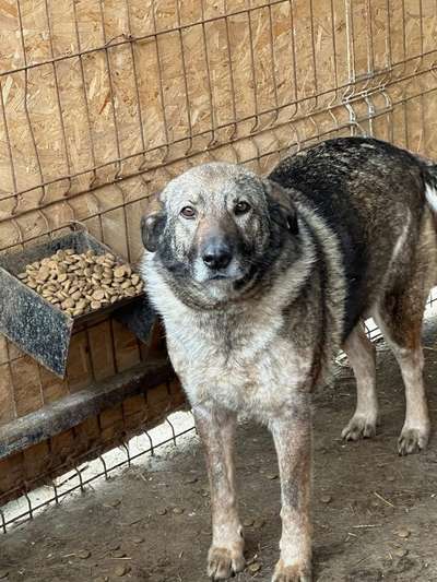 Tierschutzhunde suchen ein Zuhause-Beitrag-Bild
