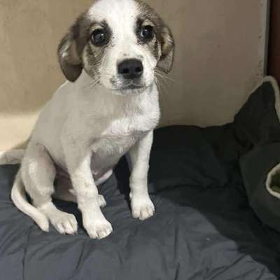 Tierschutzhunde suchen ein Zuhause-Beitrag-Bild