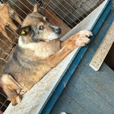 Tierschutzhunde suchen ein Zuhause-Beitrag-Bild