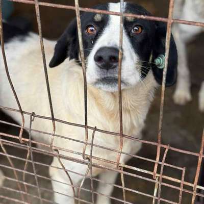 Tierschutzhunde suchen ein Zuhause-Beitrag-Bild