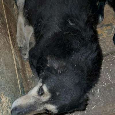 Tierschutzhunde suchen ein Zuhause-Beitrag-Bild