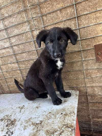 Tierschutzhunde suchen ein Zuhause-Beitrag-Bild