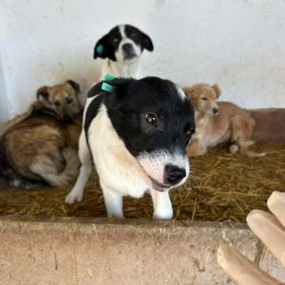 Tierschutzhunde suchen ein Zuhause-Beitrag-Bild