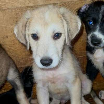Tierschutzhunde suchen ein Zuhause-Beitrag-Bild