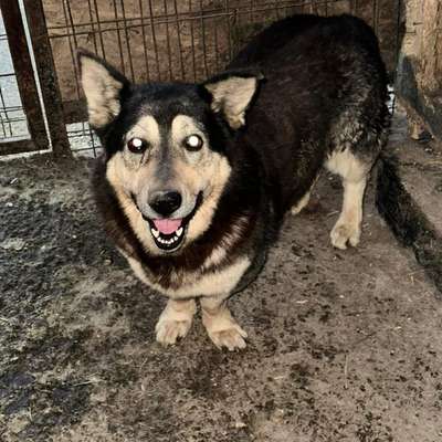 Tierschutzhunde suchen ein Zuhause-Beitrag-Bild