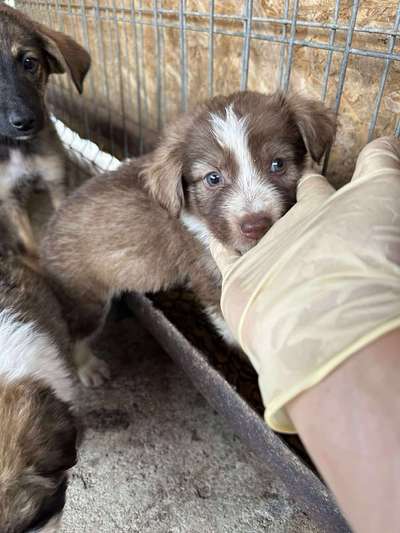 Tierschutzhunde suchen ein Zuhause-Beitrag-Bild
