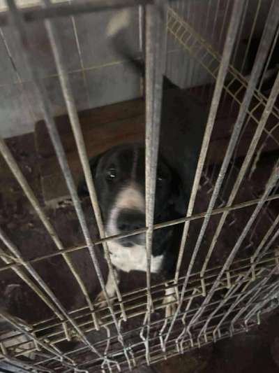 Tierschutzhunde suchen ein Zuhause-Beitrag-Bild