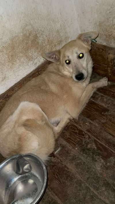 Tierschutzhunde suchen ein Zuhause-Beitrag-Bild