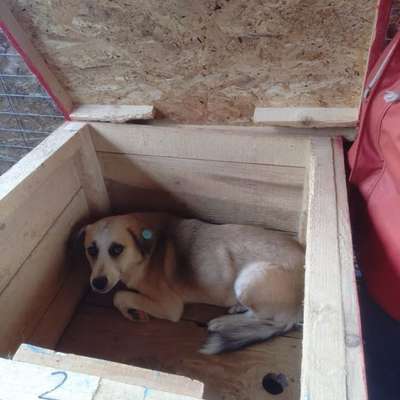 Tierschutzhunde suchen ein Zuhause-Beitrag-Bild