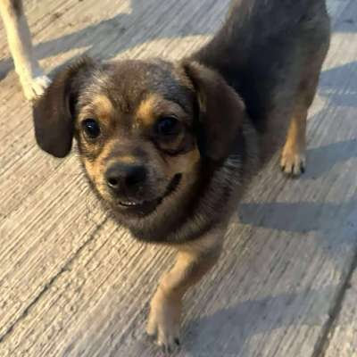 Tierschutzhunde suchen ein Zuhause-Beitrag-Bild