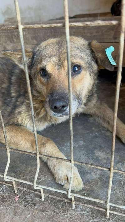 Tierschutzhunde suchen ein Zuhause-Beitrag-Bild