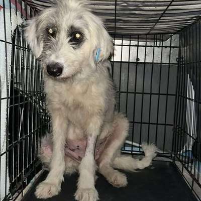 Tierschutzhunde suchen ein Zuhause-Beitrag-Bild