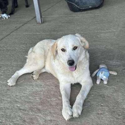 Tierschutzhunde suchen ein Zuhause-Beitrag-Bild