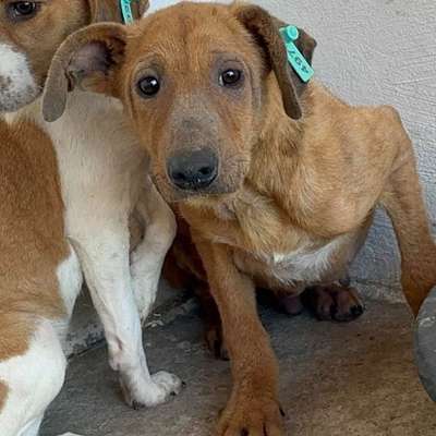 Tierschutzhunde suchen ein Zuhause-Beitrag-Bild
