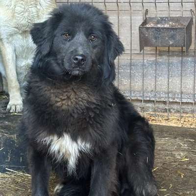 Tierschutzhunde suchen ein Zuhause-Beitrag-Bild