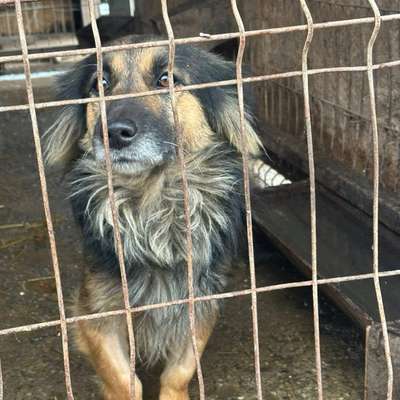Tierschutzhunde suchen ein Zuhause-Beitrag-Bild