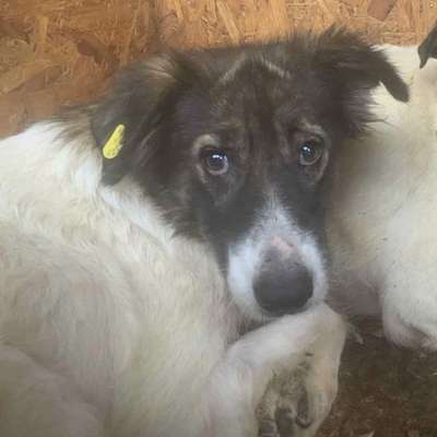 Tierschutzhunde suchen ein Zuhause-Beitrag-Bild