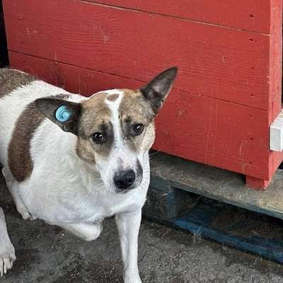 Tierschutzhunde suchen ein Zuhause-Beitrag-Bild