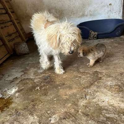 Tierschutzhunde suchen ein Zuhause-Beitrag-Bild