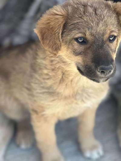 Tierschutzhunde suchen ein Zuhause-Beitrag-Bild