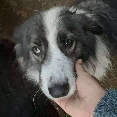 Tierschutzhunde suchen ein Zuhause-Beitrag-Bild