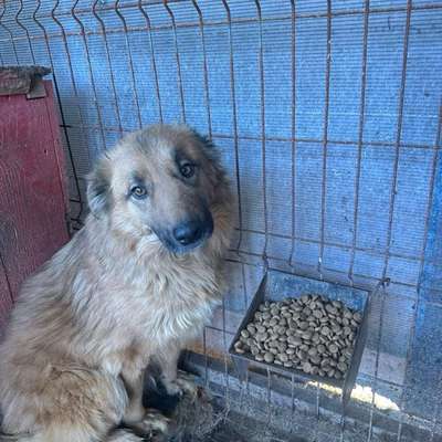 Tierschutzhunde suchen ein Zuhause-Beitrag-Bild