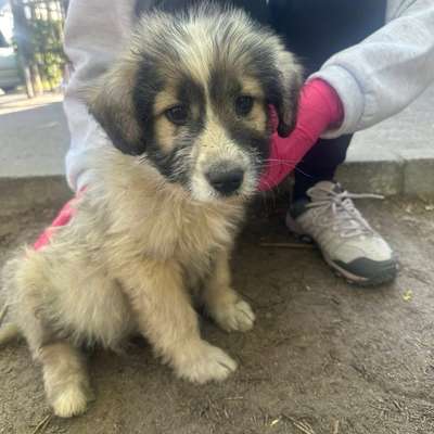 Tierschutzhunde suchen ein Zuhause-Beitrag-Bild