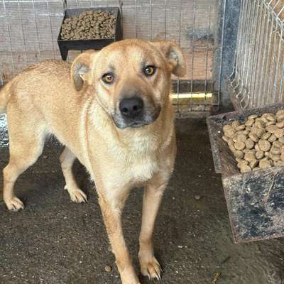 Tierschutzhunde suchen ein Zuhause-Beitrag-Bild