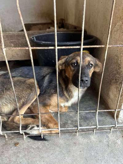 Tierschutzhunde suchen ein Zuhause-Beitrag-Bild