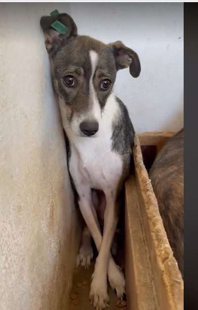 Tierschutzhunde suchen ein Zuhause-Beitrag-Bild