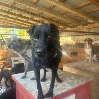 Tierschutzhunde suchen ein Zuhause-Beitrag-Bild