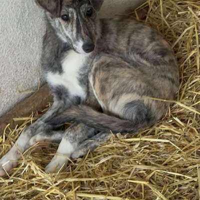 Tierschutzhunde suchen ein Zuhause-Beitrag-Bild