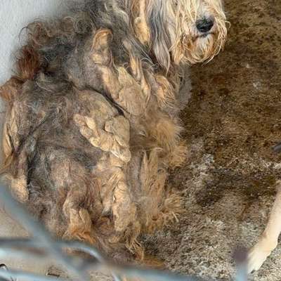 Tierschutzhunde suchen ein Zuhause-Beitrag-Bild