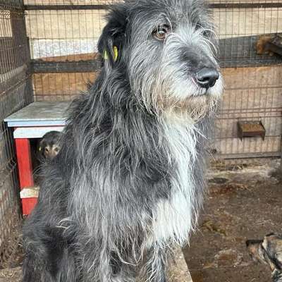 Tierschutzhunde suchen ein Zuhause-Beitrag-Bild