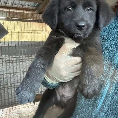 Tierschutzhunde suchen ein Zuhause-Beitrag-Bild